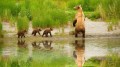 Bear Family nahe DM Fluss im Frühjahr von Fotos Kunst Malerei